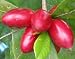 Fresh Miracle Fruit Berries - Turns Sour to Sweet - 15 Fruit