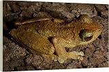 Green-eyed tree frog - a rainforest inhabitant. - 40 Inch Canvas Print (101cm) by Ardea
