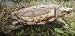 Alligator Snapping Turtle 11
