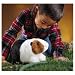 Guinea Pig Puppet