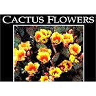 Cactus Flowers (Postcard Books) by  Jeff Nicholas