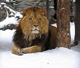 African Lion - 36