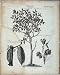 Encyclopaedia Britannica Botany Nut Tree Fruit Plants