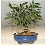 Oriental Ficus Coiled 6-Year Bonsai Tree