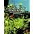 Etudes, Children's Corner, Images Book II, and Other Works for Piano