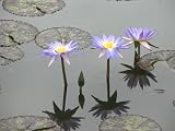 11x14 Digital Art Limited Edition Prints Waterlily Floral Realist Star light, Star Bright Lotus