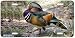 Mandarin Drake - Ducks - Wildlife Decor Art Print - License Plate Tag By Carl Brender...
