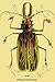 Art Poster, Beetle: Brazilian Prionus Cervicornis #2 - 18.75 x 27.5