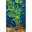 Ammannia Plant - X-Large - 11 in.