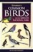 Book Newman's Birds of Kruger Park (Southern Africa Green Guide)