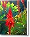 Backlit Aloe Arborescens Canvas Print / Canvas Art - Artist Amy Vangsgard