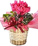 花由 バスケット付き シクラメン5号 人気のピンク【12月8日～12月14日のお届け】