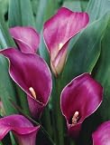 Purple Sensation Calla Bulb