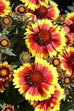 Amazon / Hirts: Perennials; Sun: Gallo Dark Bicolor Blanket Flower Perennial-Gaillardia