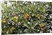 Canvas Prints of WAT-14485 Strawberry Tree - in park from Ardea Wildlife Pets