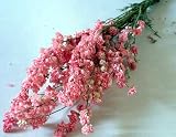 ＊ 花七曜 ＊ ラークスパー ピンク / ドライフラワー 花材