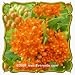 1 Oz Butterfly Weed (Asclepias tuberosa) Bulk Wildflower Seeds
