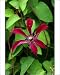 Photographic Prints of DAD-1788 Gravetye Beauty - This clematis flowers from mid summer to from Ardea Wildlife Pets