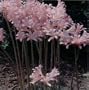Lycoris squamigera Resurection lily