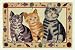 KITTEN CATS Gobelin Tischset Platzset sander Table + Home