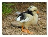 Easter Photo Note Card Set