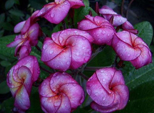 20 Fresh Seeds Plumeria Agave Rare Real Sungwan-tubtim 20 Fresh Seeds Plumeria Agave Rare Real Sungwan-tubtim