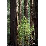 Seedeo K�sten - Mammutbaum (Sequoia sempervirens) 30 Samenvon "Seedeo"