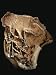 The right hind limb of a ceratosaur is easily seen in this fossil Photographic Poster...