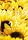 ��ֳ�̂��� ���бѥ��ި��� [DVD]