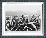 Historic Print (L): Tlachiquero Hugo Brehme, Mexico. by Olde Yankee Map and Photo Shoppe