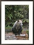 A Grizzly Bear Sow Sitting on a Decaying Log Framed Photographic Poster Print by Tom Murphy, 21x29