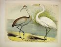 White Heron Crane Studer-Jasper Birds Of America 1878