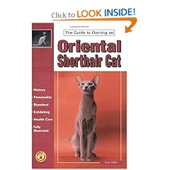 The Guide to Owning an Oriental Shorthair Cat