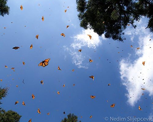 El Rosario Monarch Butterfly Sanctuary Fine Art Print