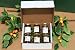 Kumquats Gift Box of 6 selected jars of marmalades/pepper marmalades/ginger marmalade...