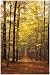 Trees - Path Through the Forest - Nature 12x18 Poster
