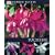 Fuchsias (DK Garden Guides)
