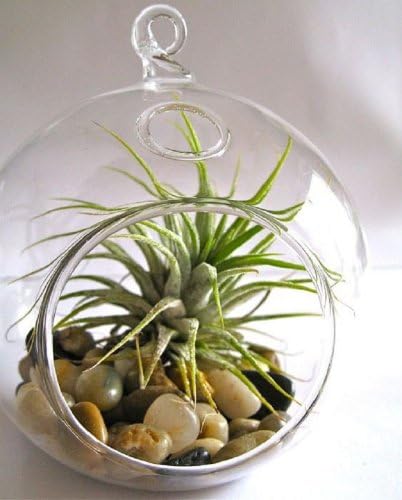 Best Value! Glass Hanging Orb for Plant Terrarium or Votive Holder 4 1/2"