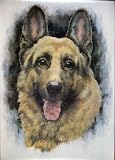 German Shepherd (Face) White Wood-Mounted Art Poster Print - 20 X 28