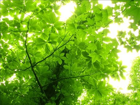 Cover image : 《インテリアート》世界遺産 白神山地 ブナの木の木漏れ日