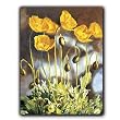 Alaska Poppies - Gift Enclosure Cards (set of 12)
