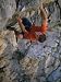 Man Rock Climbing in Paklenica National Park, Croatia Photographic Poster Print by Bobby Model, 30x40