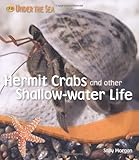 Hermit crabs and other shallow-water life