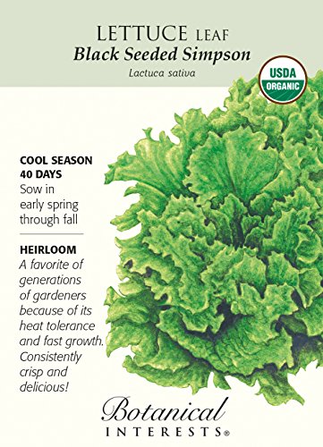 Black Seeded Simpson Lettuce Seeds - 1 gram - Organic Black Seeded Simpson Lettuce Seeds - 1 gram - Organic