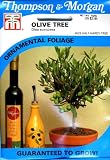 Thompson & Morgan 4523 Olive Tree Seed Packet
