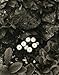 Paul Strand: The Garden at Orgeval