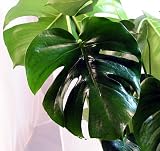 Split Leaf Philodendron 6 Hanging Basket - Monstera - Heirloom Houseplant