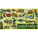 Rainforest Plants & Animals Mini Bulletin Board
