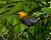 Prothonotary Warbler