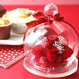 �y�x��Ă��߂�ˁz��̓��M�t�g �v���U�[�u�h�t�����[ �ԂƃZ�b�g(�K���X�P�[�X����ԐF����)�y5/13~���́z